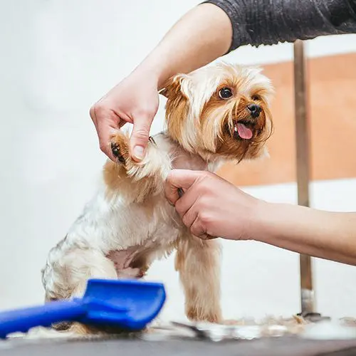 Grooming small dog