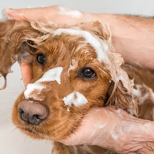 Dog being groomed