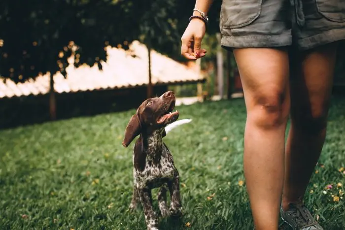 Dog at its owner's side