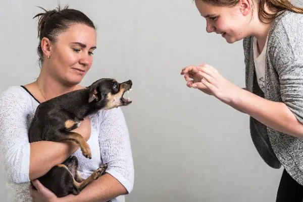 Dog growling at woman to protect female owner
