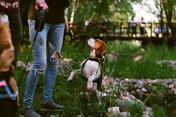 Dog on leash looking at his owner