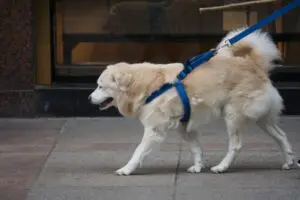 Light haired dog on leash
