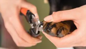 Dog-getting-nails-trimmed-by-groomer