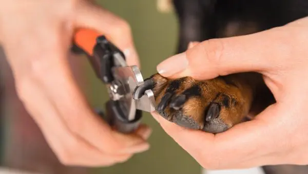 Dog-getting-nails-trimmed-by-groomer