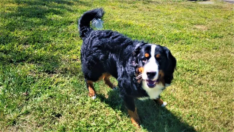 Large brown and black dog in yard