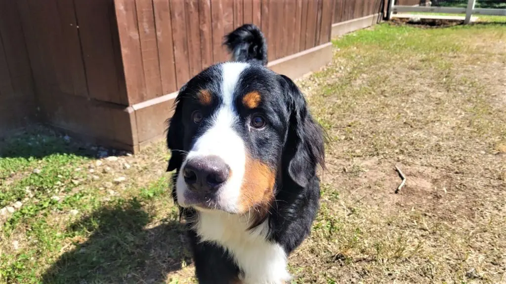 Houston dog ranch