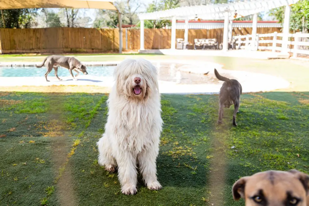 Dog sitting outside with other dogs in houston