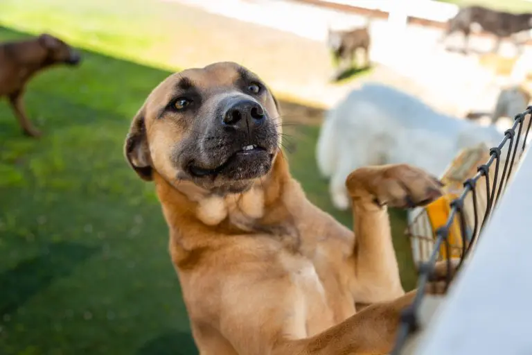 Houston dog ranch