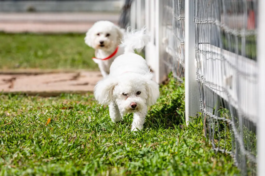Houston dog ranch