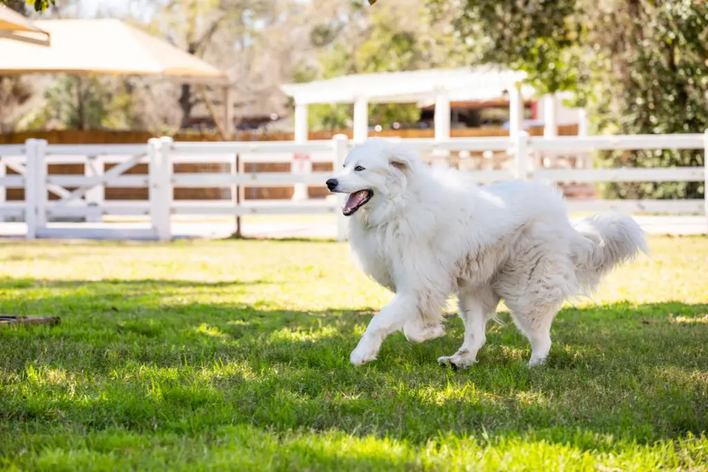 Dog at daycare at houston dog ranch