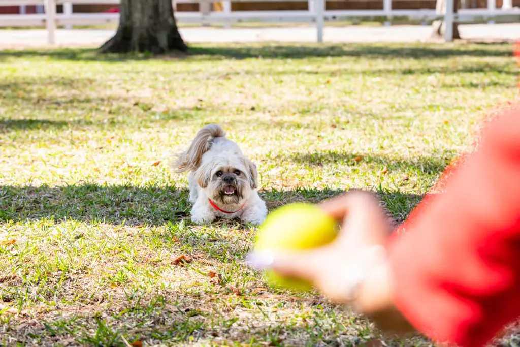 Dog during training session