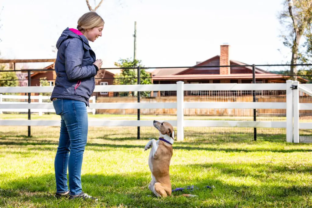 Dog sitting during training session