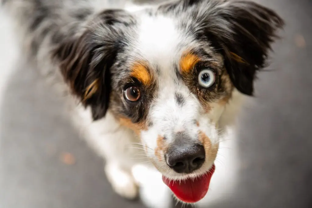 Dog looking up at camera