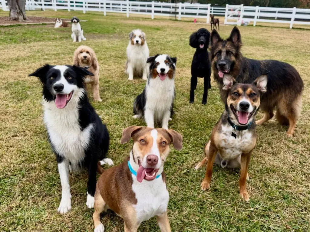 Happy dogs playing in a grass field