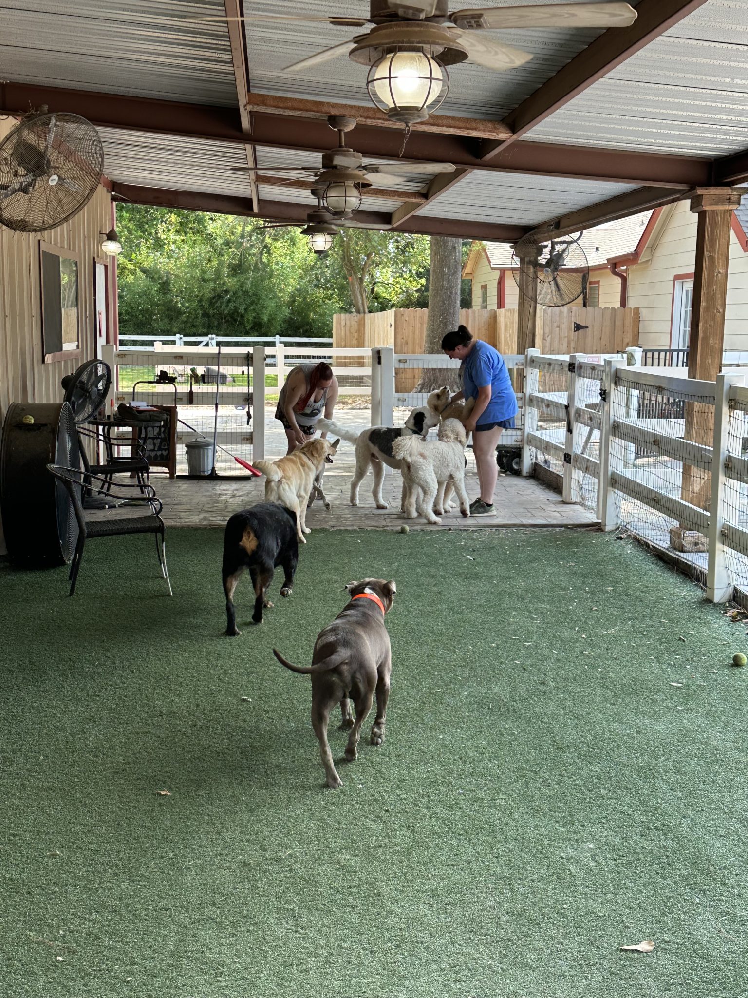 Day Care Houston Dog Ranch