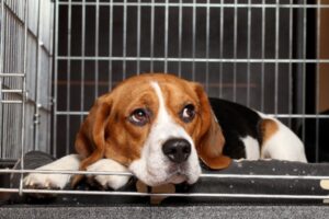 Beagle sitting in training crate