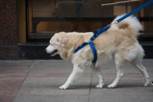 light haired dog on leash